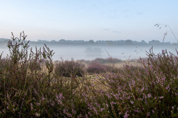 Obraz premium Traumhafter Sonnenaufgang bei Nebel in der Heide