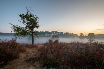 Obraz premium Traumhafter Sonnenaufgang bei Nebel in der Heide