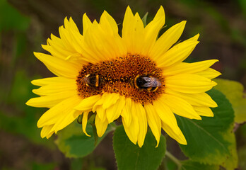Conjoined sunflower or twin sunflowers 