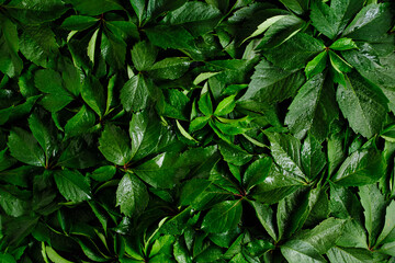 Abstract natural background wall of green foliage.