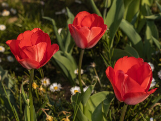 red tulips in the garden