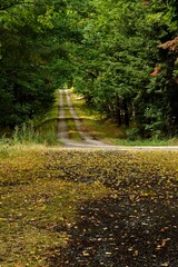 a path through a deciduous forest at the end of summer, a hint of the coming autumn