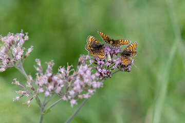 several butterflies looking for nectar on flowers
