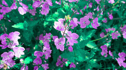 Purple geranium forest in close-up. Color effect