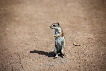 Ein Altlashörnchen auf der Insel Fuerteventura.
