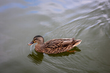 Nahaufnahme einer Stockente an einem Teich.
