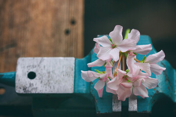 delicate pink geranium flowers clamped in vise, on wooden table