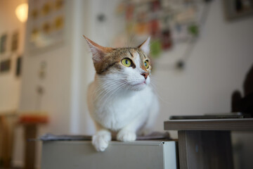 cat lying down on wooden table looking at camera.