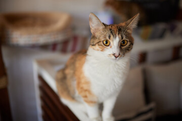 cat lying down on wooden table looking at camera.