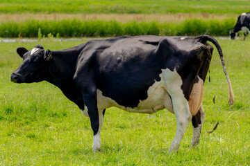 A black and white Dutch cow grazing fresh grass and defecating (shit) while eating on green meadow,...