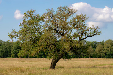 Selective focus of a on outstanding tree with green leaves in between forest and blue sky as background, Wild grass field on marshland, Countryside of Netherlands in summer, Nature background.