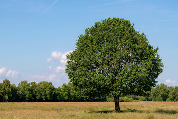 Fototapeta na wymiar Selective focus of a on outstanding tree with green leaves in between forest and blue sky as background, Wild grass field on marshland, Countryside of Netherlands in summer, Nature background.