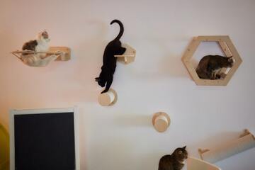 Cat scratching post wall mounted in modern room for pet on white wall, stylish decoration for cat...