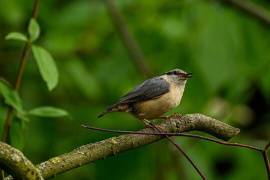 Nuthatcher bird resting on a tree branch, close-up