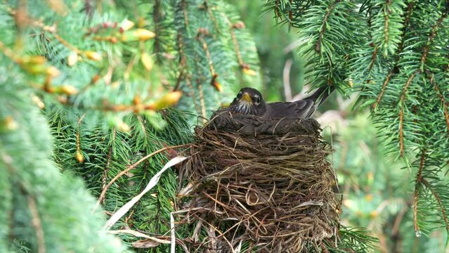 Closeup of a robin brooding on nest on a pine tree