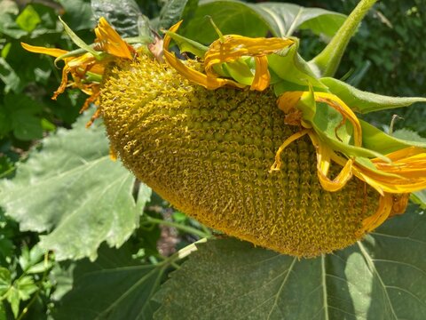 Wilted Sunflower In The Garden