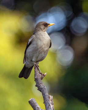 A bird of the brazilian forest. The Creamy-bellied Thrush also know as Sabia Poca or Zorzal Chalchalero on the tree branch. Species Turdus amaurochalinus. Birdwatching. Animal world. Birding.