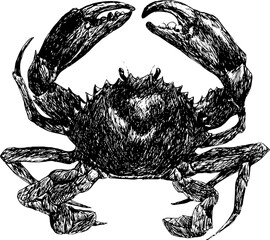 crab vintage hand drawn naturalistic illustration isolated vector