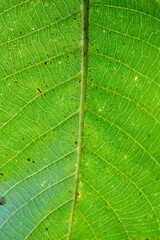 walnut leaves background