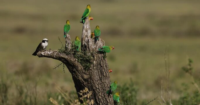 Yellow-collared Lovebirds and a northern white-crowned shrike sitting on a tree stump, Serengeti National Park