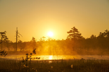 yellow bright sunrise dawn on the swamp. Reflections of trees in lakes. Sunset, warm light and fog....