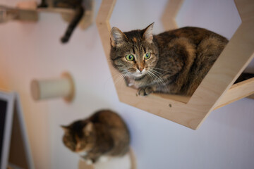 Cat scratching post wall mounted in modern room for pet on white wall, stylish decoration for cat...