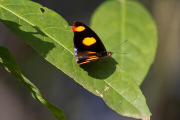 black butterfly with orange spots on a leaf