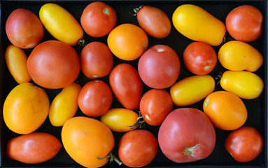 colorful tomatoes on black background