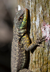 lizard on a tree trunk