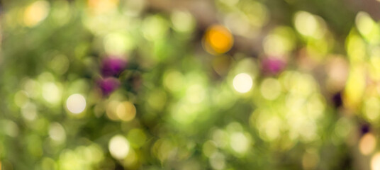Obraz premium Natural colored bokeh in the sun. Abstract bokeh