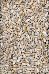 Close-up macro photography of sunflower seeds. Background texture of sunflower seeds.