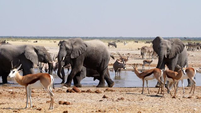 African elephants and other wild animals gather around a waterhole in Etosha National Park, Namibia, Africa. 