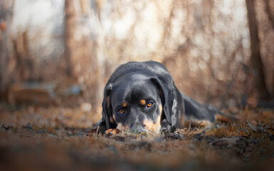 a black dog lying on the ground with its head down, looking into the camera. brown background....