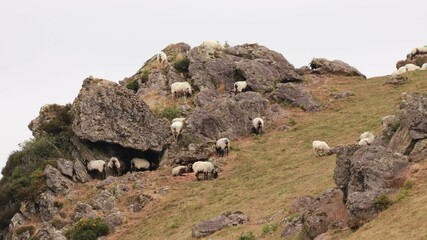 Fototapeta na wymiar brebis dans les montagnes basques