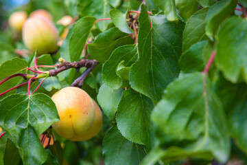 Summer fruits photo. Apricots on the tree in focus.