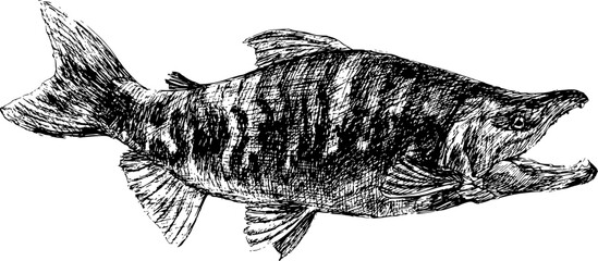 Chum salmon black and white vintage realistic illustration hand drawing vector