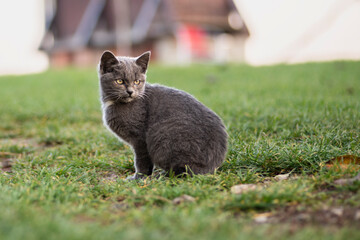 gray kitten in the garden