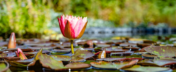 jolie fleur de lotus de nénuphar dans un bassin de jardin - obrazy, fototapety, plakaty