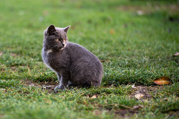 gray kitten on the grass
