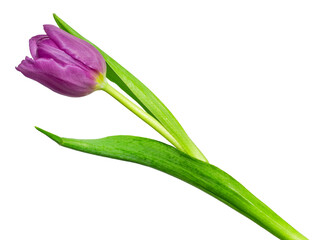 Single purple tulip on a diagonal isolated