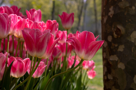Pink tulips in the park. Spring bloom concept photo.