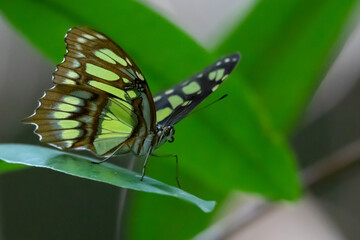 Butterfly in nature in Tennessee
