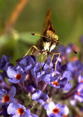 Butterfly in nature in Tennessee
