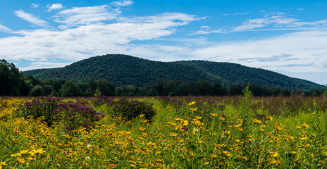 Obraz premium A field of black eyed susan flowers with a mountain in the background on a sunny summer day in Brokenstraw Township, Pennsylvania, USA