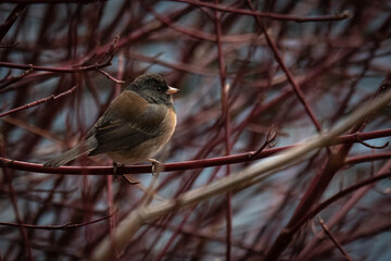 Birds Dark Eyed Junco, Bend, Central Oregon