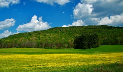 Landscape meadows Tennessee with yellow flowers