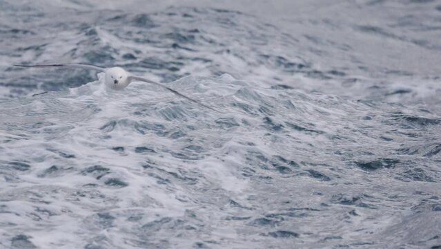 Northern Fulmar gliding an ocean next to a boat. Close up of Fulmarus glacialis