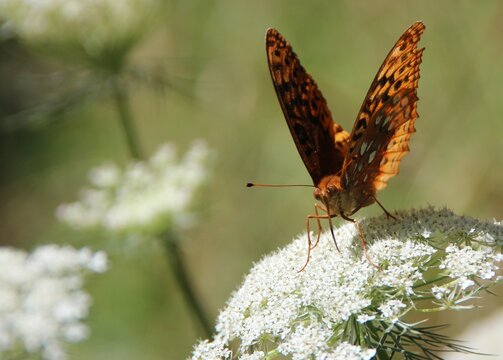 Butterfly Eastern Riger Swallowtail Bears Den, Virginia