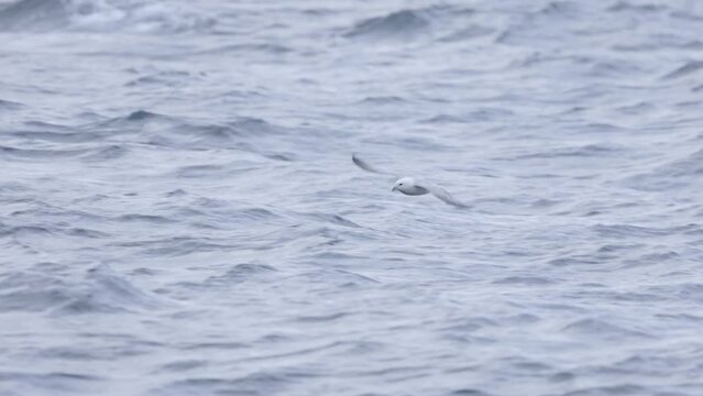 Northern Fulmar gliding an ocean next to a boat. Close up of Fulmarus glacialis