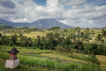views of rice fields in bali Indonesia
